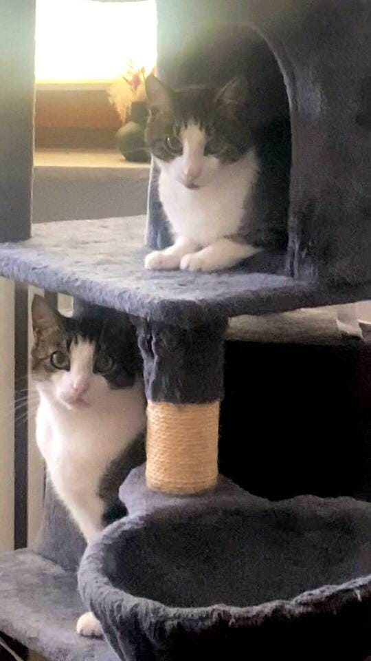Charlie und Kasimir_Tiernanny Potsdam