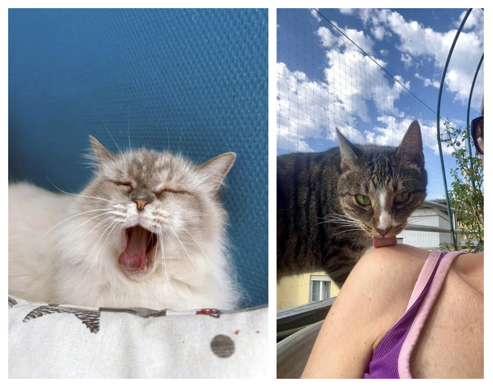 Nikki und Sammy_Tiernanny Potsdam